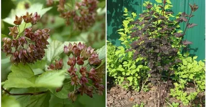 Жива огорожа що посадити під парканом або замість нього (фото) (чагарники) Жива огорожа що посадити під парканом або замість нього (фото)