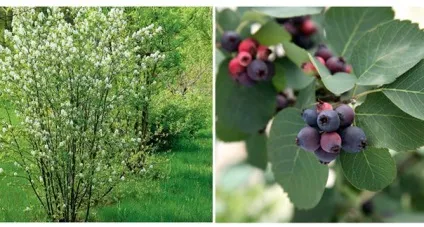 Жива огорожа що посадити під парканом або замість нього (фото) (жива) Жива огорожа що посадити під парканом або замість нього (фото)