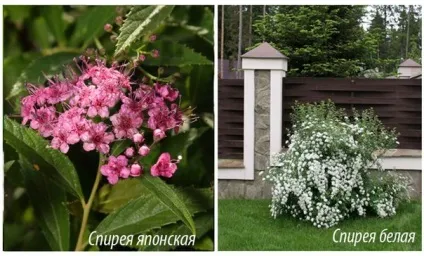 Жива огорожа що посадити під парканом або замість нього (фото) (нього) Жива огорожа що посадити під парканом або замість нього (фото)