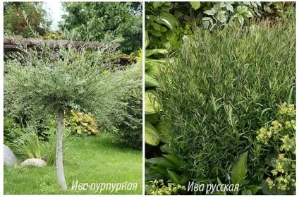 Жива огорожа що посадити під парканом або замість нього (фото) (жива) Жива огорожа що посадити під парканом або замість нього (фото)