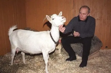 Тварини путина хто вони