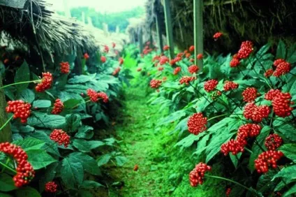 Женьшень фото і опис, посадка і догляд (женьшень) Женьшень фото і опис, посадка і догляд