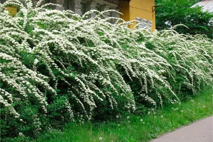 Жива огорожа що посадити під парканом або замість нього (фото) (чагарники) Жива огорожа що посадити під парканом або замість нього (фото)