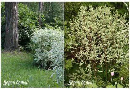 Жива огорожа що посадити під парканом або замість нього (фото) (жива) Жива огорожа що посадити під парканом або замість нього (фото)