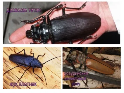 Жук вусань - фото, опис, назви і небезпека для людини