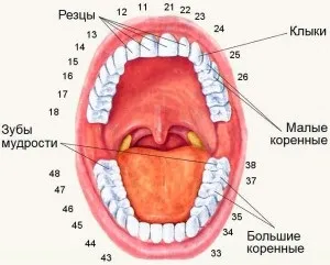 Зубна формула дорослої людини і дитини - схема і розшифровка (формула) Зубна формула дорослої людини і дитини - схема і розшифровка