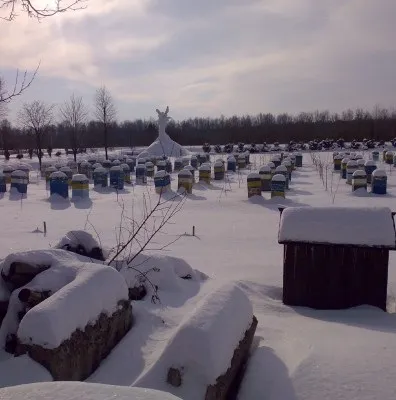 Зимівля бджіл на вулиці як містити, основні правила, відгуки (містити) Зимівля бджіл на вулиці як містити, основні правила, відгуки