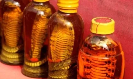 Зміїне масло для волосся відгуки про спосіб застосування масла змії hemani (змії) Зміїне масло для волосся відгуки про спосіб застосування масла змії hemani