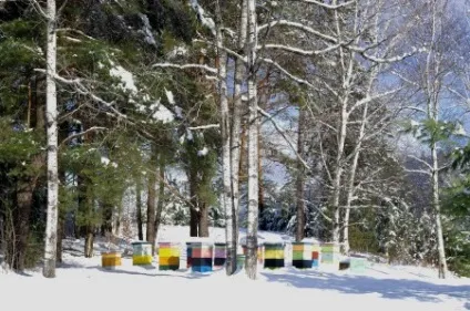Зимівля бджіл на вулиці як містити, основні правила, відгуки (бджіл) Зимівля бджіл на вулиці як містити, основні правила, відгуки