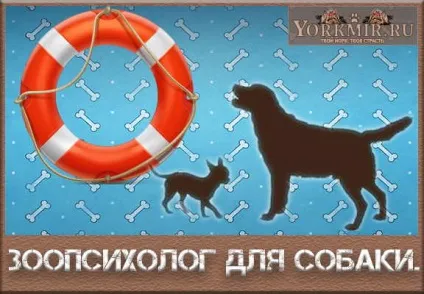 Зоопсихолог для собаки, негативні реакції, відгуки (реакції) Зоопсихолог для собаки, негативні реакції, відгуки