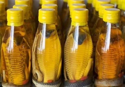 Зміїне масло для волосся відгуки про спосіб застосування масла змії hemani (відгуки) Зміїне масло для волосся відгуки про спосіб застосування масла змії hemani