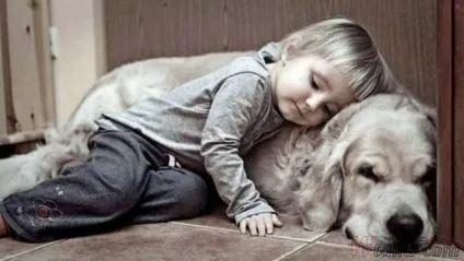 10 Кращих порід собак для сімей з дітьми (стати кращим другом) 10 Кращих порід собак для сімей з дітьми