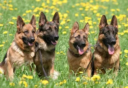 10 Кращих порід собак для сімей з дітьми (кращих) 10 Кращих порід собак для сімей з дітьми