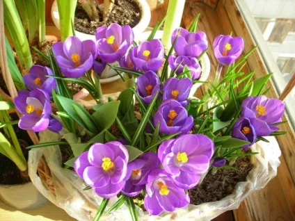 10 Кращих квітів в горщиках (кращих) 10 Кращих квітів в горщиках
