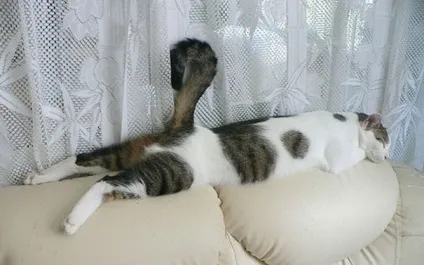 30 Фотографій, які доводять, що коти можуть спати де завгодно (31 фото) (коти можуть спати) 30 Фотографій, які доводять, що коти можуть спати де завгодно (31 фото)