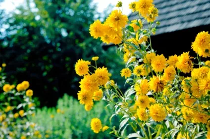 13 Самих невибагливих багаторічників (багаторічників) 13 Самих невибагливих багаторічників