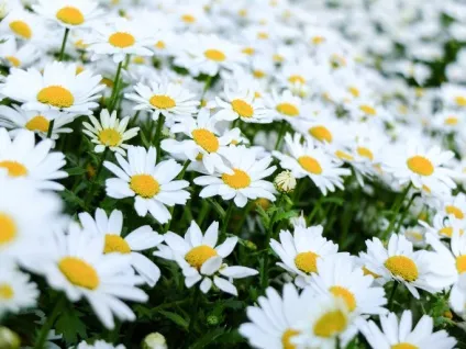 13 Самих невибагливих багаторічників (невибагливих) 13 Самих невибагливих багаторічників