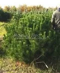 Великі рослини хвойні, компанія ооо новий ліс (москва) (Контейнер крупномери Ціна 1300) Великі рослини хвойні, компанія ооо новий ліс (москва)
