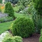 Великі рослини хвойні, листяні зимова посадка, пересадка