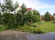 Великі рослини хвойні, ооо «green»