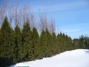 Великі рослини хвойні, ооо «green»