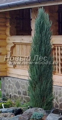 Великі рослини хвойні, компанія ооо новий ліс (москва) (новий) Великі рослини хвойні, компанія ооо новий ліс (москва)