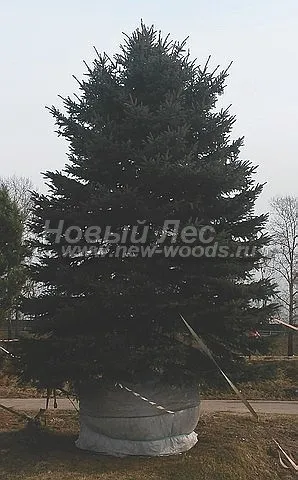 Великі рослини хвойні, компанія ооо новий ліс (москва) (крупномери) Великі рослини хвойні, компанія ооо новий ліс (москва)