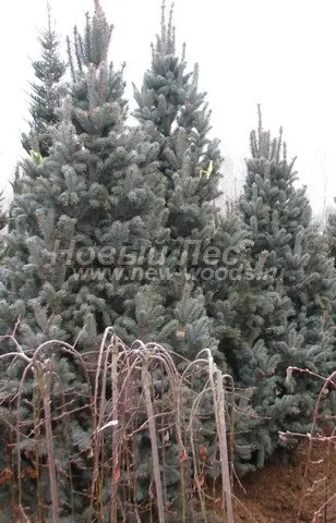 Великі рослини хвойні, компанія ооо новий ліс (москва) (Контейнер крупномери Ціна) Великі рослини хвойні, компанія ооо новий ліс (москва)
