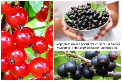 Червона і чорна смородина - смачно і корисно відео (домашня аптека) Червона і чорна смородина - смачно і корисно відео