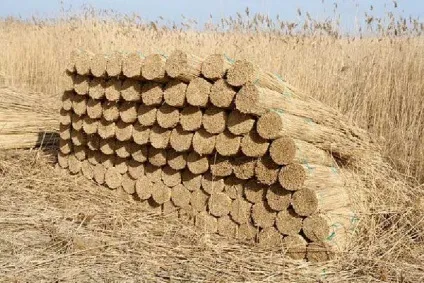 Дах з очерету своїми руками - конструкція і технологія монтажу (відео, фото) (дах) Дах з очерету своїми руками - конструкція і технологія монтажу (відео, фото)