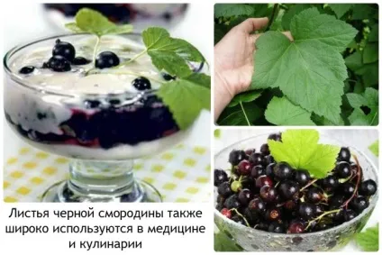 Червона і чорна смородина - смачно і корисно відео (корисно) Червона і чорна смородина - смачно і корисно відео
