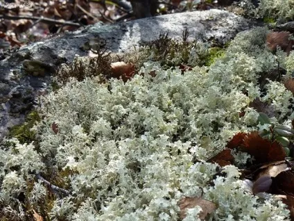 Крем natura siberica для особи ціна, відгуки, опис (особи) Крем natura siberica для особи ціна, відгуки, опис