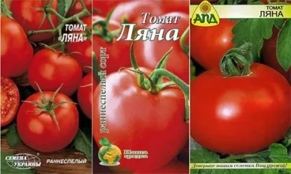Томат Ляна - відгуки садівників, характеристики і опис сорту, фото помідорів (томат) Томат Ляна - відгуки садівників, характеристики і опис сорту, фото помідорів