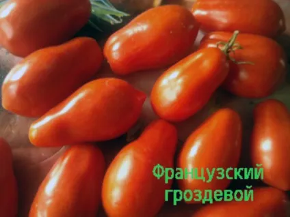 Томат «французький гроздевой» опис і характеристика, вирощування, фото (гроздевой) Томат «французький гроздевой» опис і характеристика, вирощування, фото