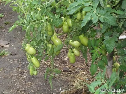 Томат французький гроздевой 1