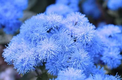 42 Рослини з синіми квітками