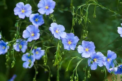 42 Рослини з синіми квітками