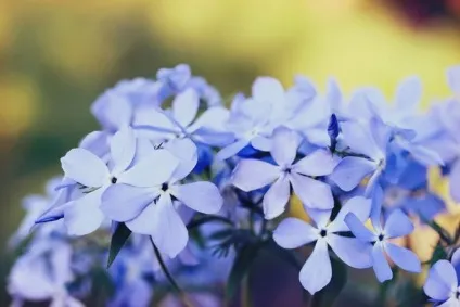 42 Рослини з синіми квітками
