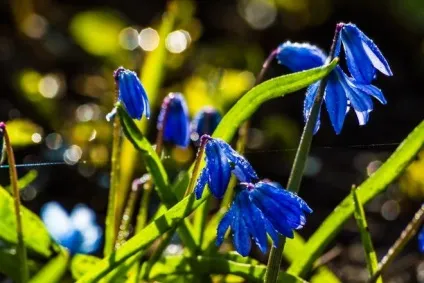 42 Рослини з синіми квітками