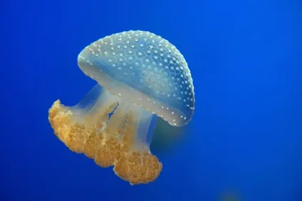 5 найблільш небезпечних мешканців чорного моря (небезпечних) 5 найблільш небезпечних мешканців чорного моря