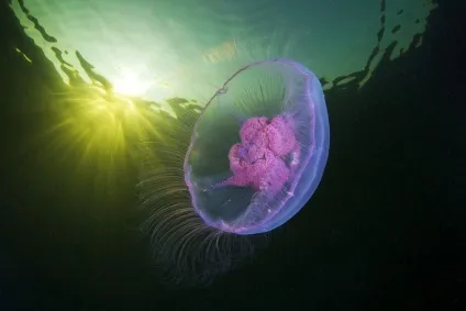 5 найблільш небезпечних мешканців чорного моря (мешканців) 5 найблільш небезпечних мешканців чорного моря