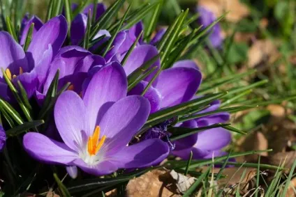 42 Рослини з синіми квітками