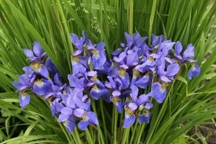 42 Рослини з синіми квітками