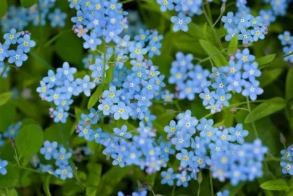 42 Рослини з синіми квітками