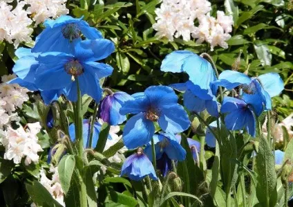 42 Рослини з синіми квітками
