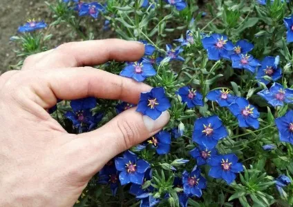 42 Рослини з синіми квітками