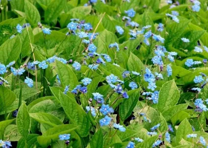 42 Рослини з синіми квітками