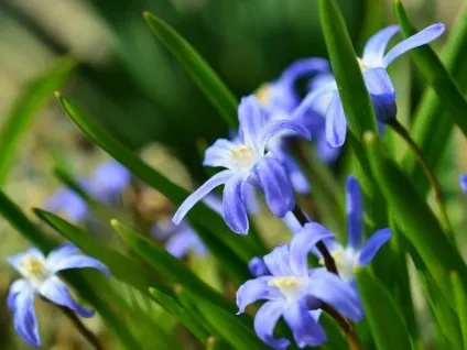 42 Рослини з синіми квітками