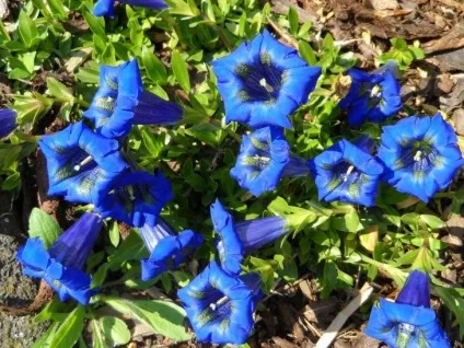 42 Рослини з синіми квітками