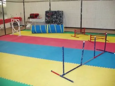 Аджилити для кішок спорт для активних вихованців (спорт) Аджилити для кішок спорт для активних вихованців